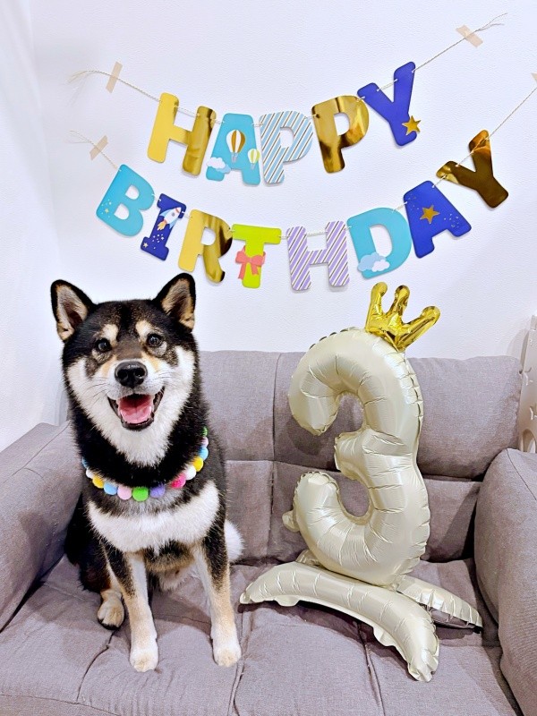 2026年7月8日、3歳の誕生日を迎えたもち吉くん（画像提供：黒柴もち吉さん）