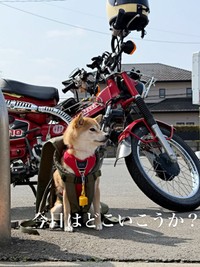 飼い主さんと一緒にお出かけする琴ちゃん（画像提供：Yastinさん）