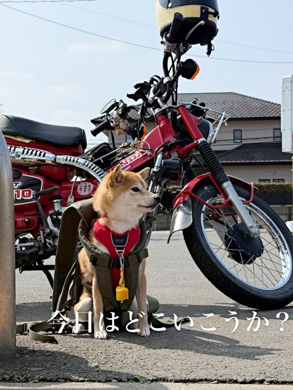 飼い主さんと一緒にお出かけする琴ちゃん（画像提供：Yastinさん）
