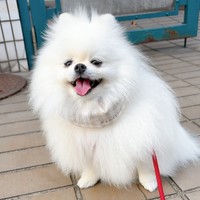 散歩中、楽しそうに笑みを浮かべるゆきみちゃん（画像提供：ゆきみとだいふくさん）