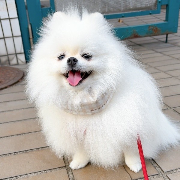 散歩中、楽しそうに笑みを浮かべるゆきみちゃん（画像提供：ゆきみとだいふくさん）