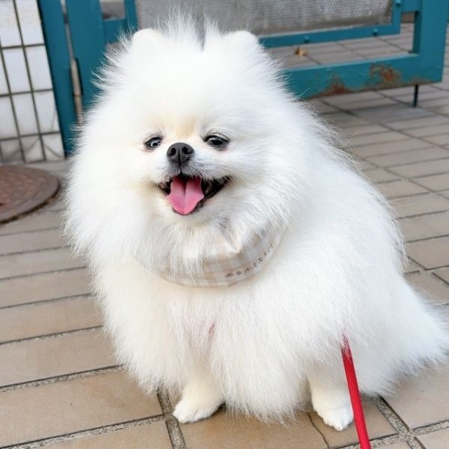 散歩中、楽しそうに笑みを浮かべるゆきみちゃん（画像提供：ゆきみとだいふくさん）