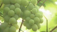 マスカット・オブ・アレキサンドリアの収獲始まる　5月から販売の人気和菓子に使用　岡山市