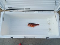 65Lクーラーボックスの中に1匹だけ収まった釣果／Oi Ryojiさん（@ryoji.oi）提供