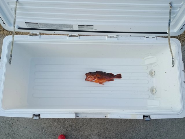 65Lクーラーボックスの中に1匹だけ収まった釣果／Oi Ryojiさん（@ryoji.oi）提供