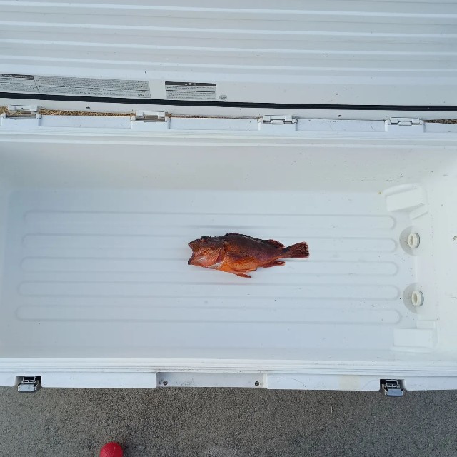 65Lクーラーボックスの中に1匹だけ収まった釣果／Oi Ryojiさん（@ryoji.oi）提供