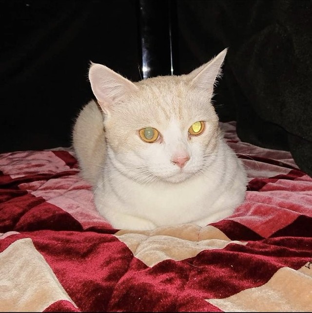 トライアル開始後