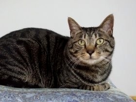 ２歳のオレサマ猫が、老猫に気遣い？　ケージ占拠されても静観