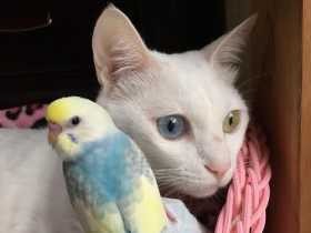 ２０１８仲良しで賞　白猫とセキセイインコ「坂口マリー＆ケイ」