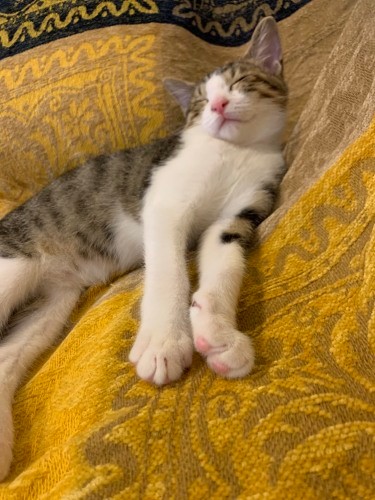 ぬくぬく気持ちよさそうな顔（でもあんまり甘えない）（うえみさん提供）