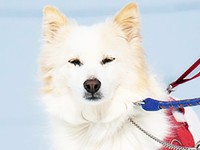 もう一度ユッカが人間を信じることができることを願うばかりです