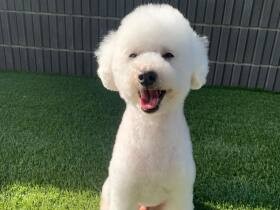 お帰り～　ぼくはみんなといられるのがうれしいんだ！トイプードル「むった」