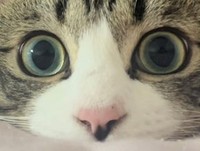 にんにく！（猫おばさん提供）