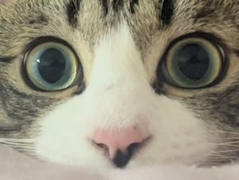 にんにく！（猫おばさん提供）