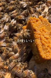 花粉を食べている蜂も「かわいい」／借金1億農業ガール（保條）さん（@1okugal）提供