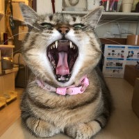 気が強くて何か悪い？