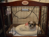 疲れたらケージで休憩。ここはべーちゃんが落ち着ける大切な“居場所”なのです