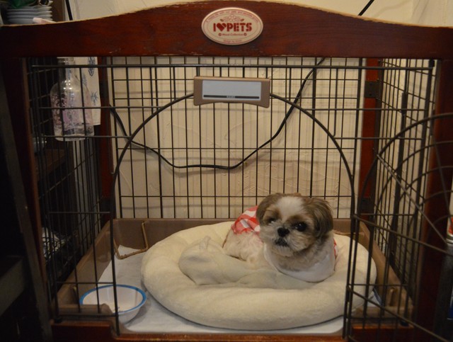 疲れたらケージで休憩。ここはべーちゃんが落ち着ける大切な“居場所”なのです