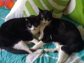 ボランティアのきっかけをくれた飼い猫の旅立ち　みんなといられてよかった