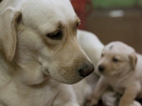 助かるはずの命を見捨てない！　「殺処分ゼロ」を続けます