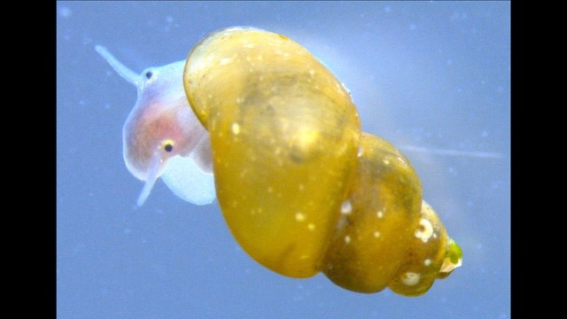 岡山大学の貝類分類のエキスパート福田宏准教授　未知の貝の「顔」見て正体突き止める