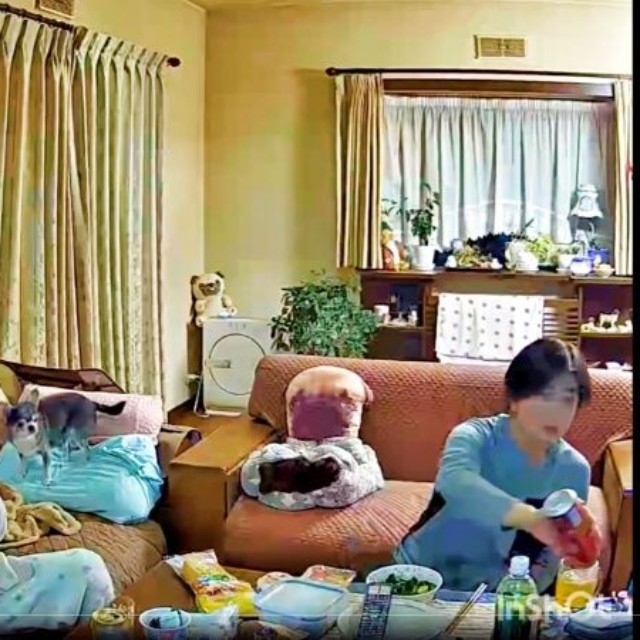 飼い主さんたちが食事中、ソファの上でそわそわするつぶしゃん（画像提供：ナミスケさん）