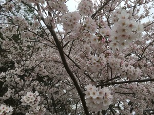 はるのぷーさん