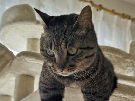 兄妹イチ警戒心が強く少しずつ心を開いてくれた　MIX猫「きい」