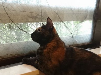 猫に愚痴をこぼすと、「ニャー！」と返事　心安らぐとき