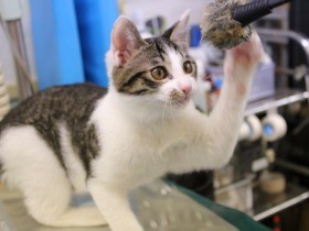 大阪の「子猫リレー事業」　病院・シニアが協力し、子猫を救う