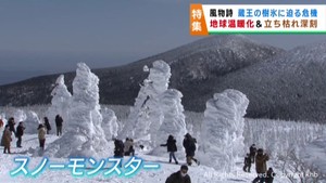 蔵王の樹氷が温暖化で消える？　アオモリトドマツの立ち枯れが進む