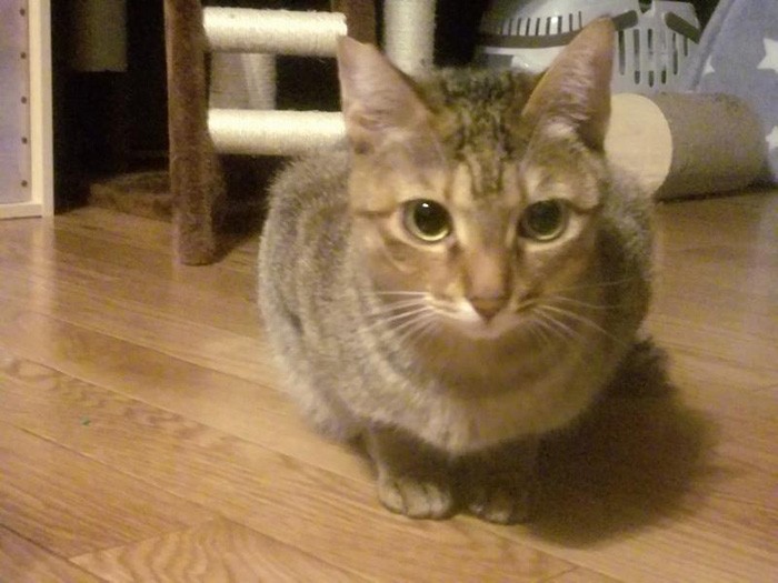 香箱座りしようと思ったけど、やっぱり緊張してできない