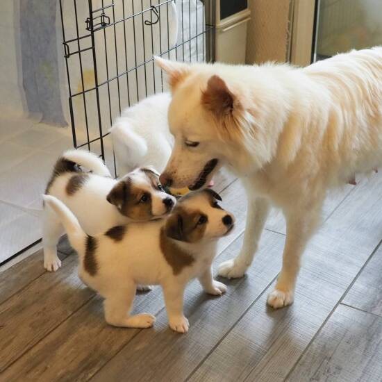 散歩ボランティアさんやトレーナーさんに大事にされ、母犬やきょうだい、他の犬たちとともにすくすく育ったペロ（犬猫食堂 紫陽花提供）