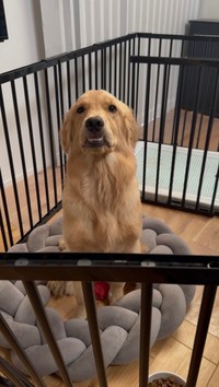 えさをもらうとき『まて！』と言われ、飼い主を見上げている姿／ともさん（@tomo.home.06）提供