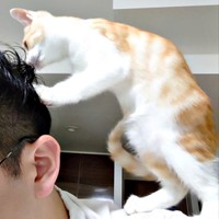 パパの毛づくろいをする茶々くん（画像提供：茶々のちニャンキー時々ガブ男（猫垢）さん）