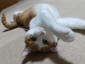 へそ天フィーバーにゃ！　猫じゃらしの余韻に浸るMIX猫「ちびちゃん」