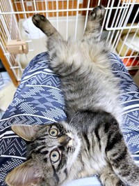 飼い主さんの膝上でくつろぐウタちゃん（画像提供：飼い主さん）