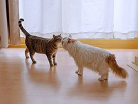 先住猫と鼻キスも♡ 少しずつ仲間入りをしているキィちゃん（画像提供：アヴェマナヴさん）