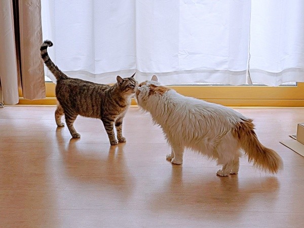 先住猫と鼻キスも♡ 少しずつ仲間入りをしているキィちゃん（画像提供：アヴェマナヴさん）