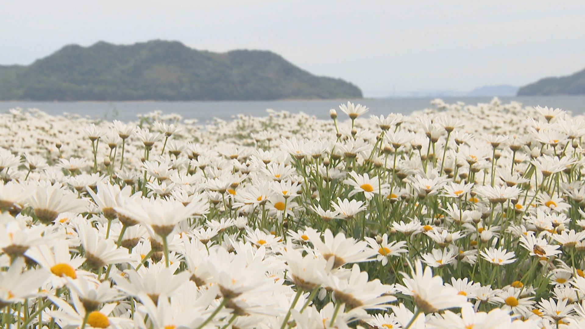 三豊市の花畑でマーガレットが満開