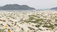 三豊市の花畑でマーガレットが満開　海辺を白く染め上げる　香川