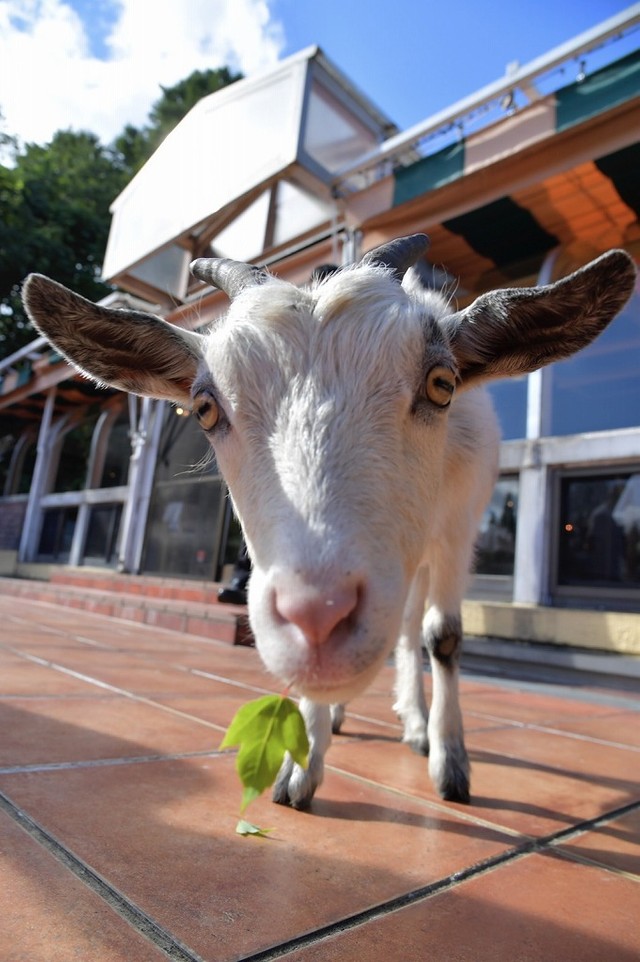 ワタシ、新芽が大好きなの