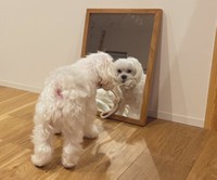 ひものおもちゃをくわえて相手をじっと見ています（マルチーズのぽんさんTwitterより）