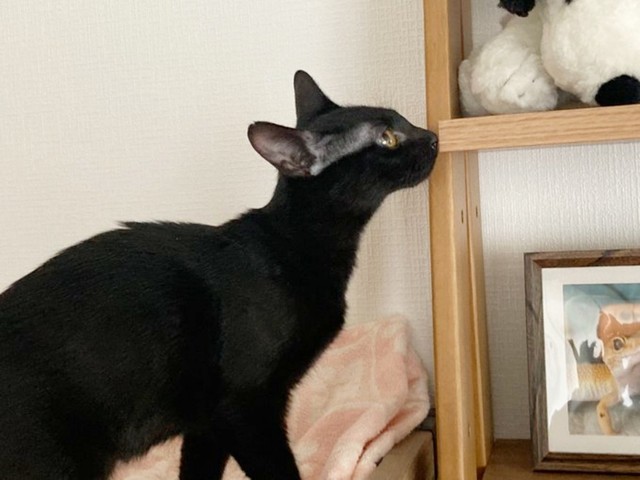 お迎え当初のてまりちゃん。ほっそりとしていました（画像提供：ひなてまリンさん）