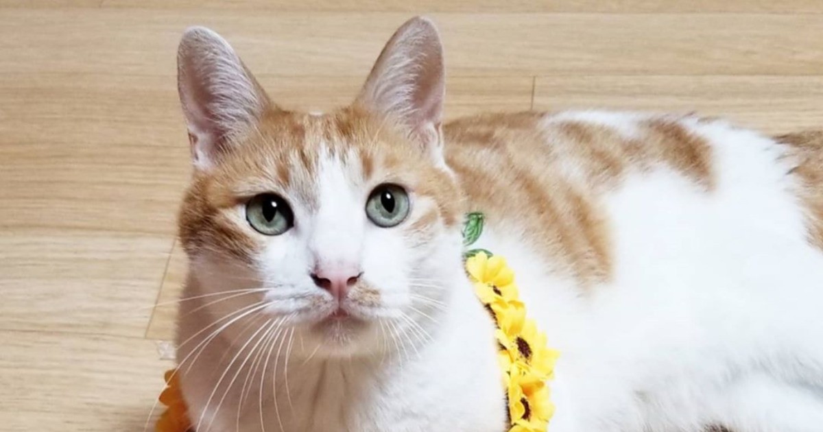 2020愛されキャラで賞 日本猫「琥珀」 | 「犬や猫ともっと幸せに