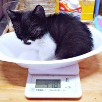 少しずつ体重が増えていき、元気になっていったまぎちゃん（画像提供：hiro_8083さん）