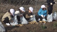 小学生がジャガイモの収穫体験　香川・小豆島