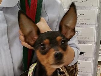 保護犬ハンター　心配尽きない、初めてのお泊まり