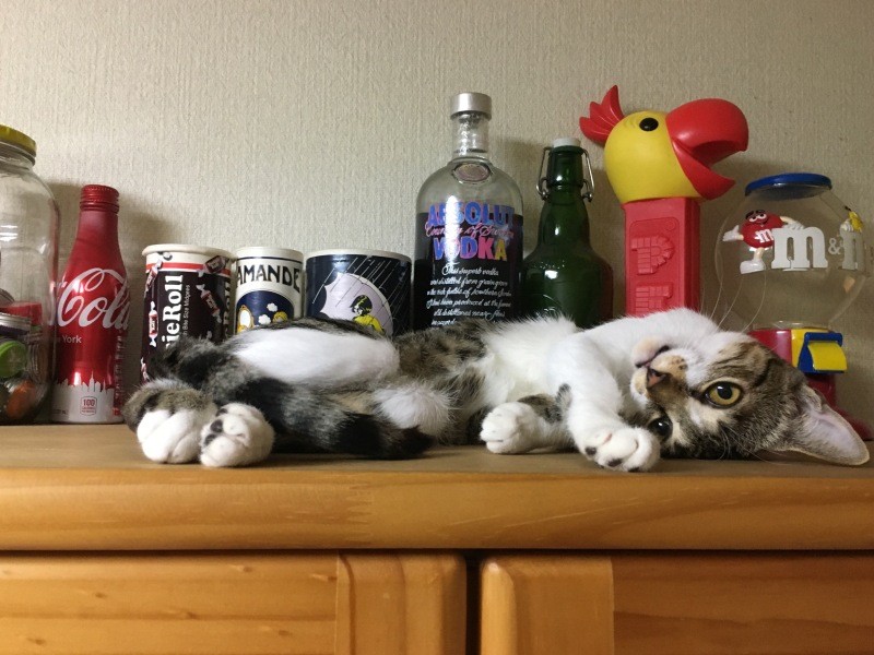 自分に甘い家族を見極めておねだりする（京子さん提供）