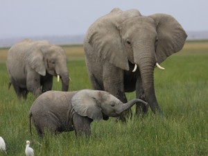 アフリカゾウが民家の敷地に　「アボカド畑が道をふさいだから」ケニアで裁判沙汰に